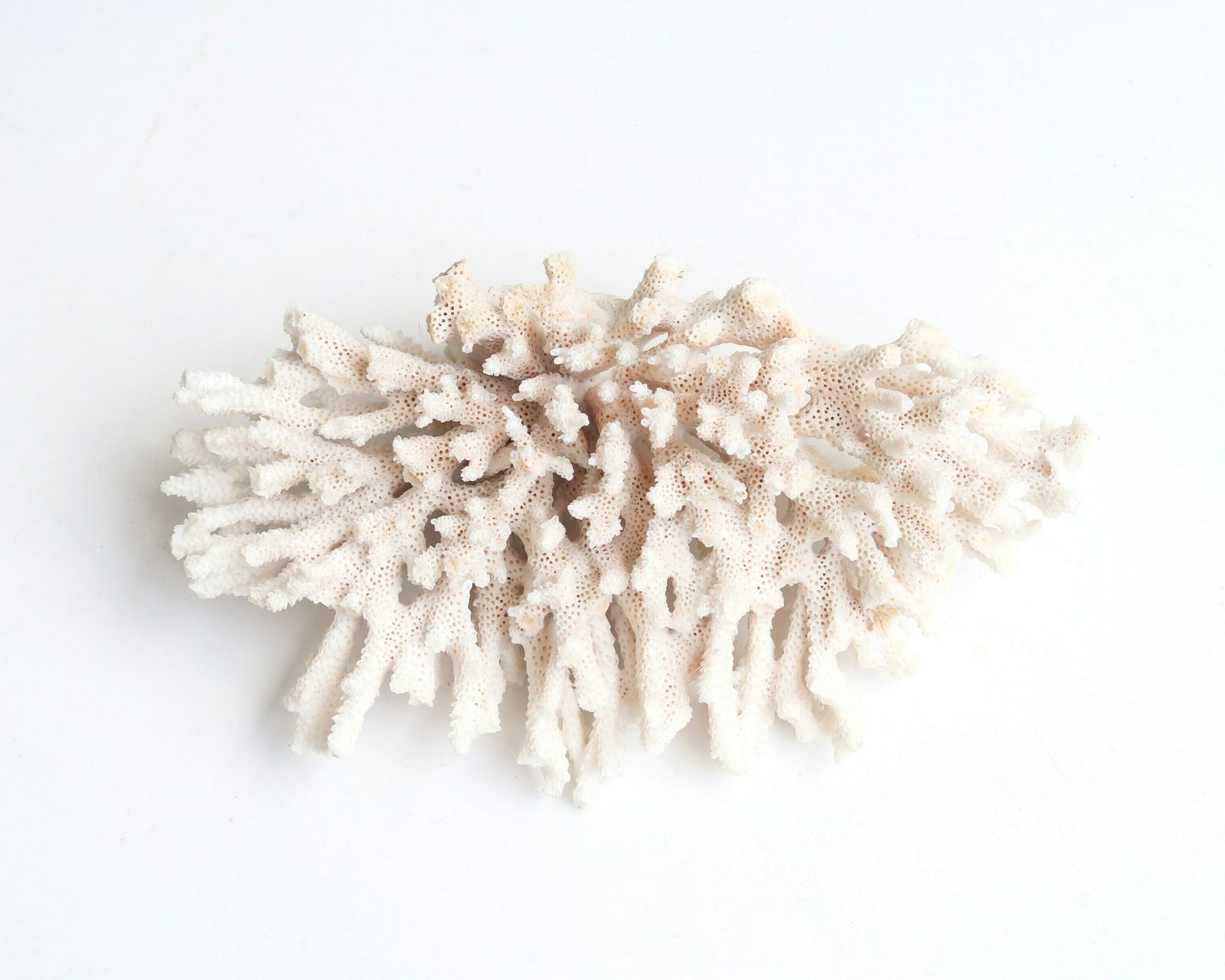 White Coral Branch, 1970s / Boho Chic, Boho, Bohemian, Folk Decor, Bathroom Decor, Cabinet Of Curiosities photo Home Decor
