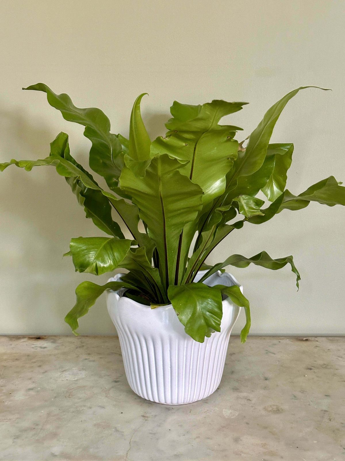 White French Majolica Jardiniere