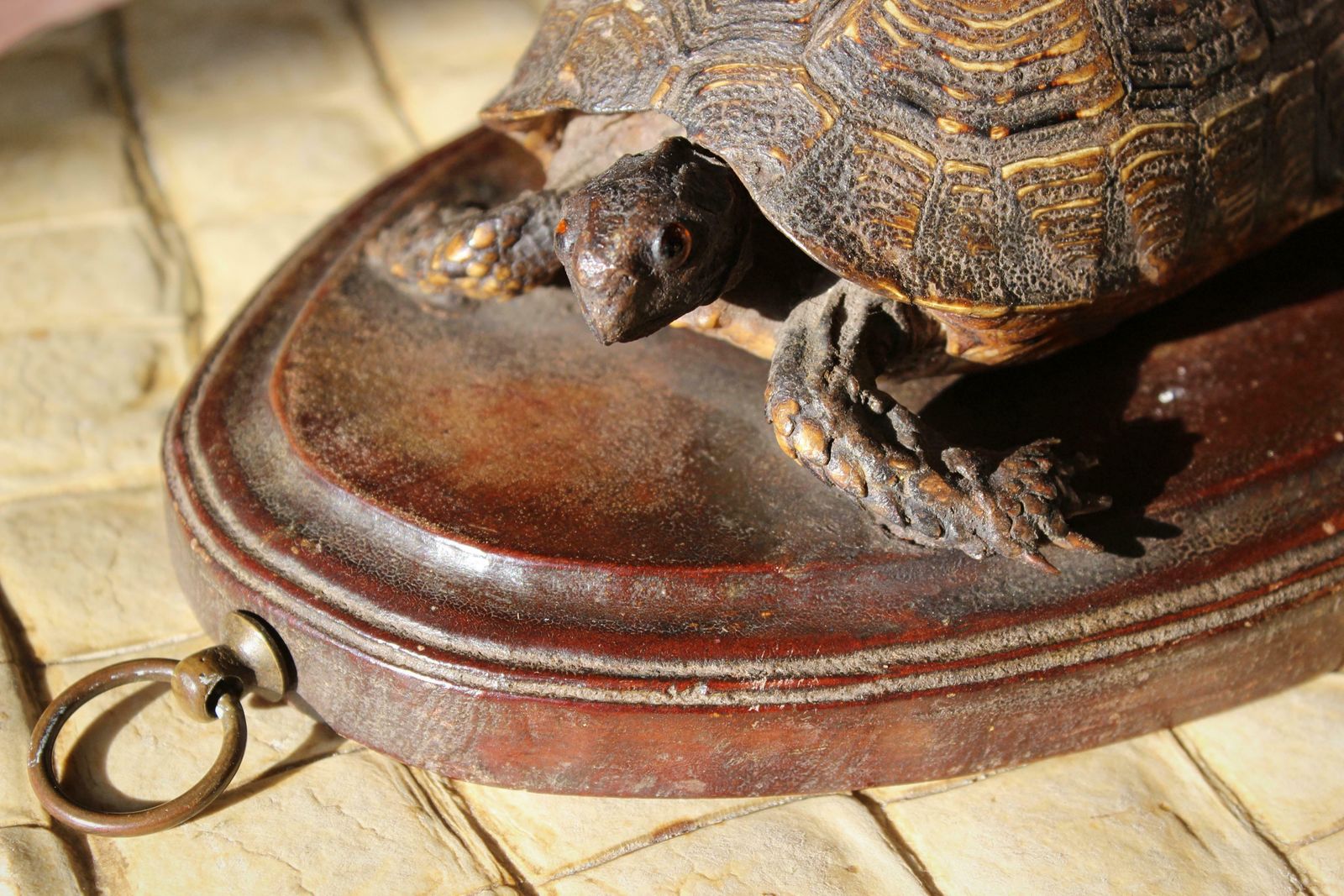 19th Century Early Victorian Tortoise Mount On Oak Oval Taxidermy Curio photo Home Decor