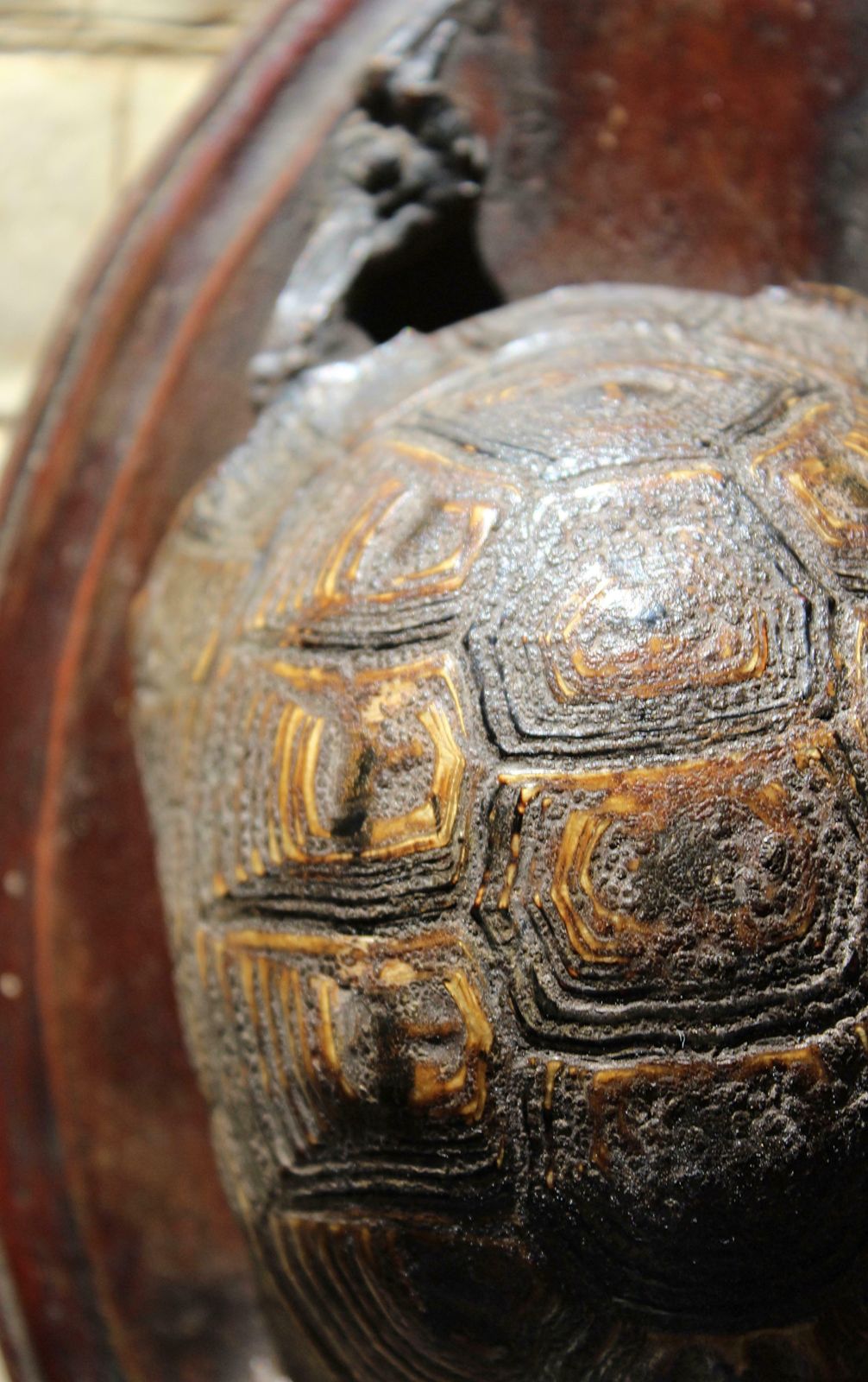 19th Century Early Victorian Tortoise Mount On Oak Oval Taxidermy Curio photo buy