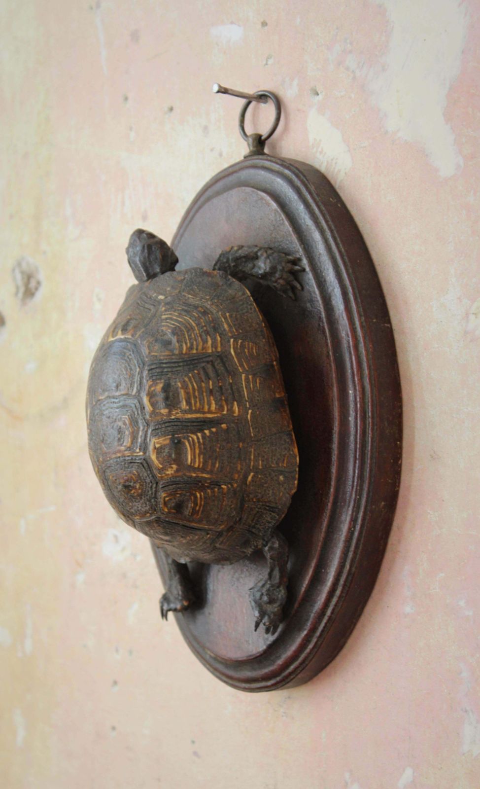 photo for sale 19th Century Early Victorian Tortoise Mount On Oak Oval Taxidermy Curio