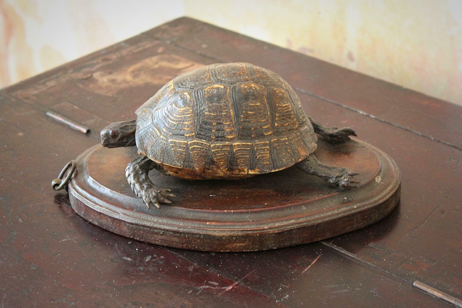 1495.0 19th Century Early Victorian Tortoise Mount On Oak Oval Taxidermy Curio photo