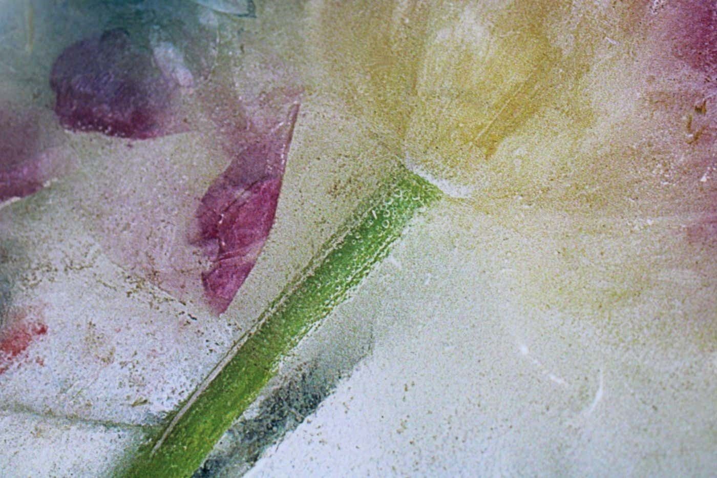 Valdemars Helmanis Tulips. 2004, Photography. photo vinterior