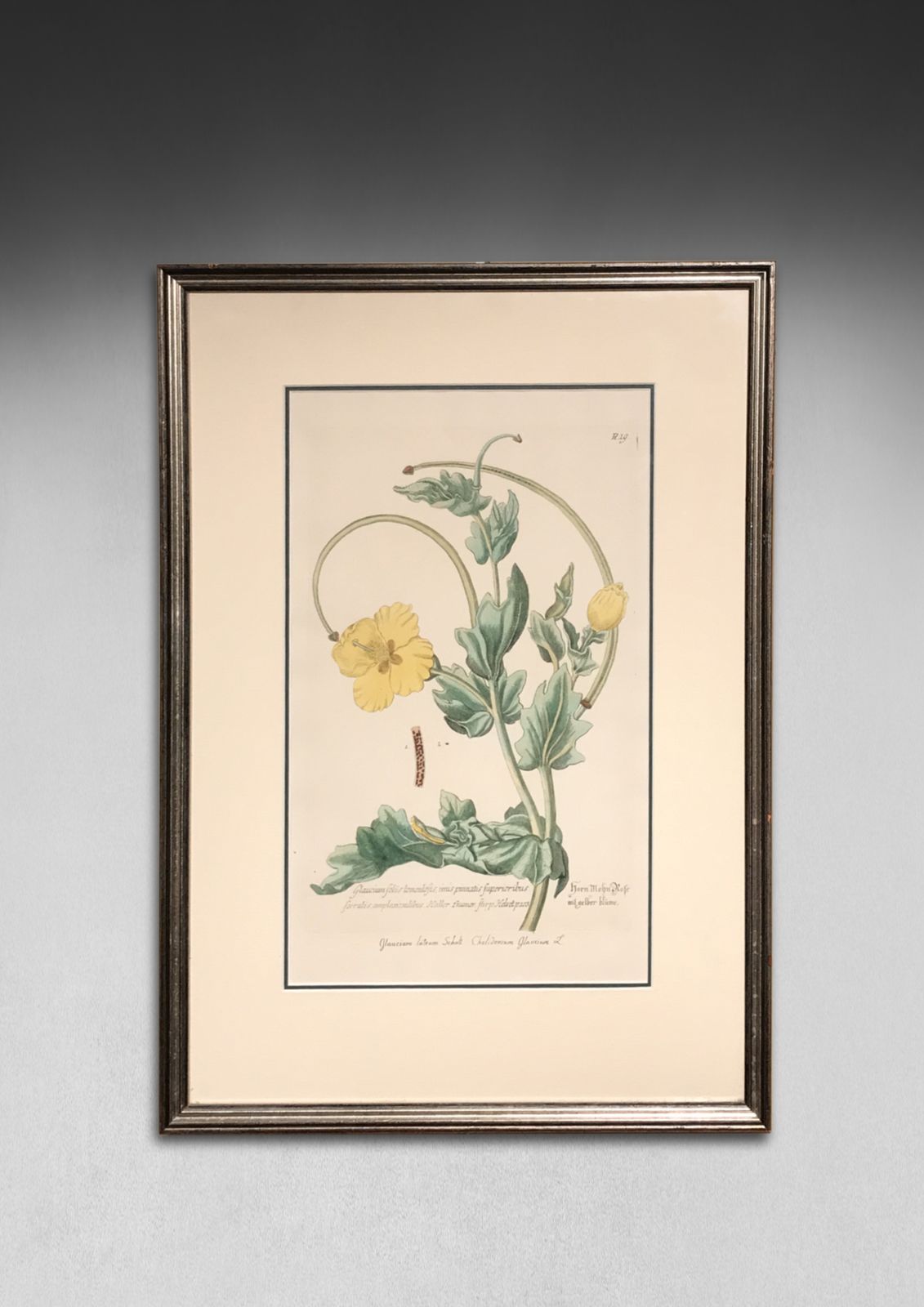 Pair Of Hand Coloured Botanical Engravings By Georg Wolfgang Knorr photo for sale