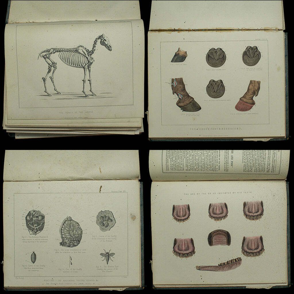 595.0 Large Antique Book, Modern Practical Farriery, Wj Miles, English, Circa 1900 photo