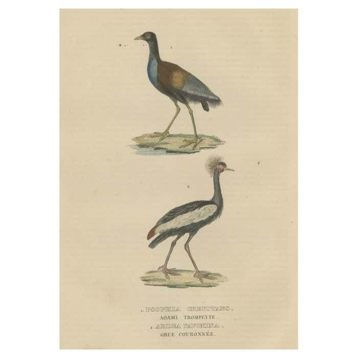 Old Bird Print Of The Grey Winged Trumpeter And Black Crowned Of Kaffir Cra
