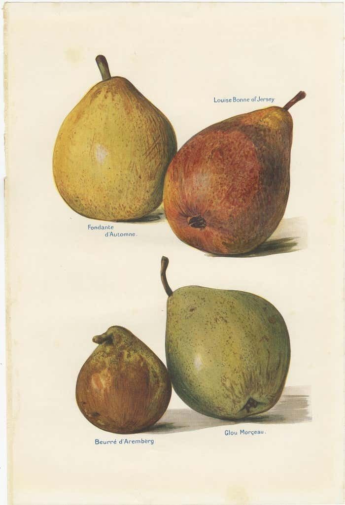 Set Of 3 Vintage Fruit Prints Of Pear Varieties, '1924' photo Art