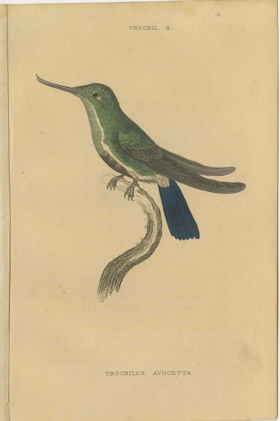 Hummingbird Bird Prints, Handcolored Fiery Tailed Hummingbirds By Jardine, 1837 photo furniture