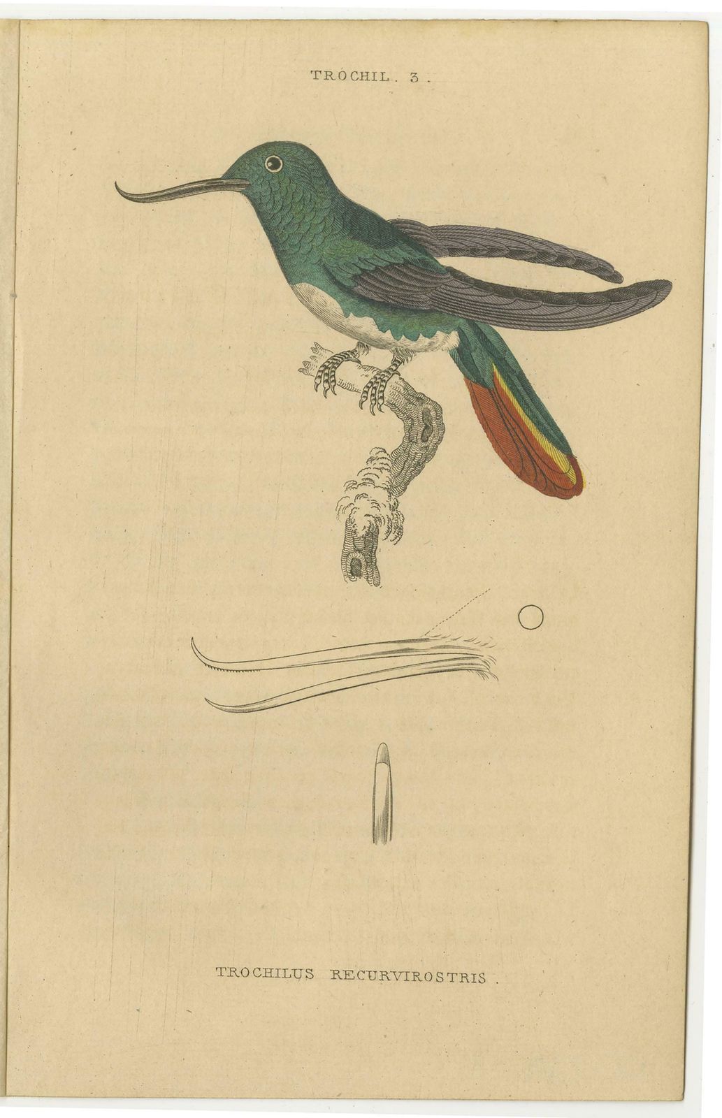 Hummingbird Bird Prints, Handcolored Fiery Tailed Hummingbirds By Jardine, 1837 photo for sale
