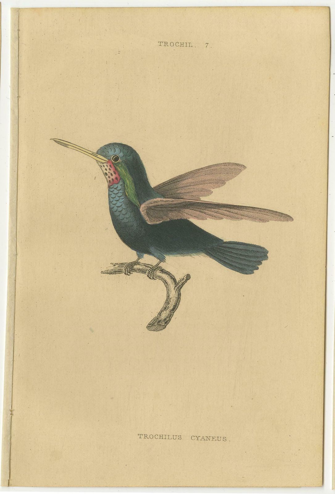 Hummingbird Bird Prints, Handcolored Fiery Tailed Hummingbirds By Jardine, 1837 photo buy