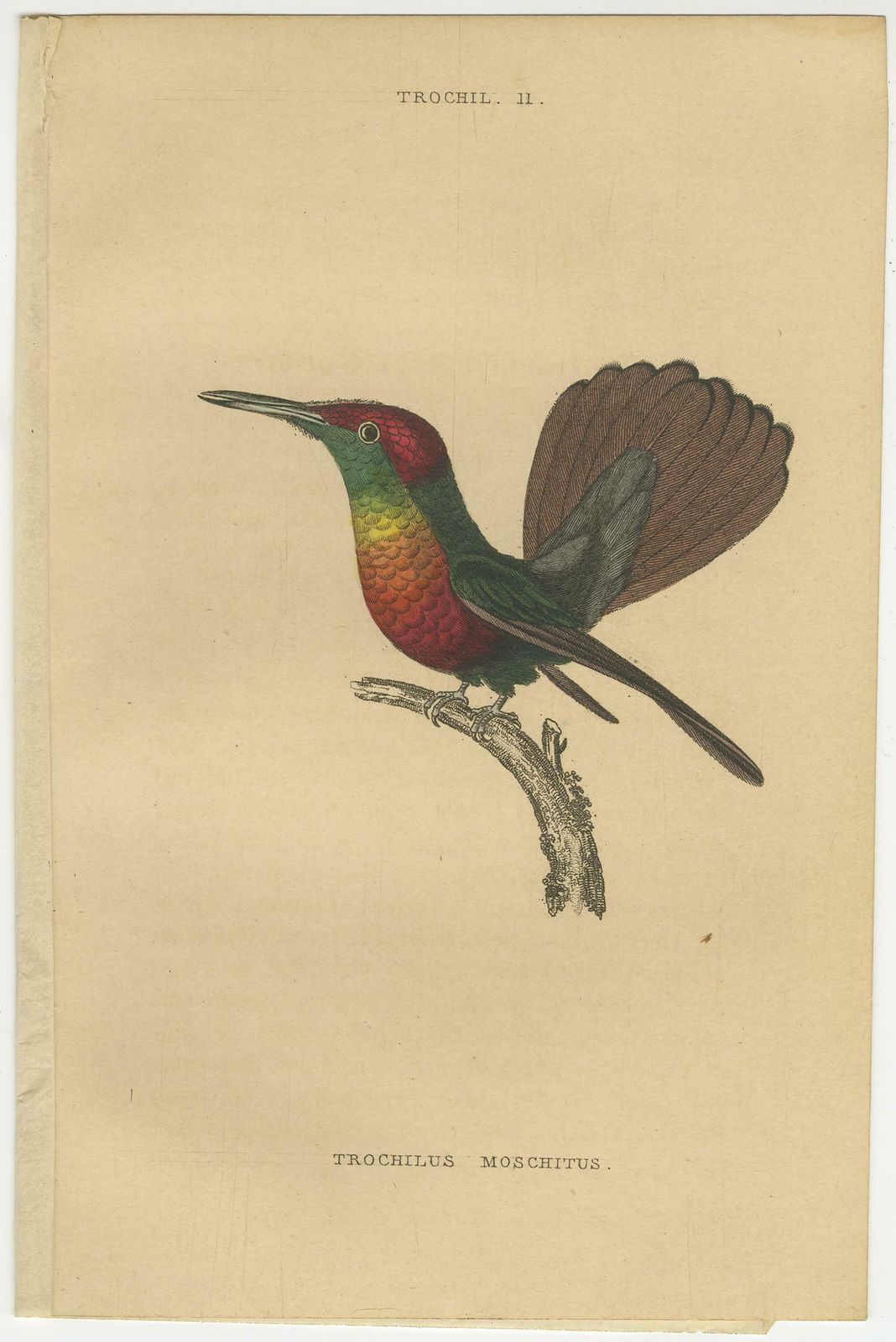 Art Hummingbird Bird Prints, Handcolored Fiery Tailed Hummingbirds By Jardine, 1837 photo