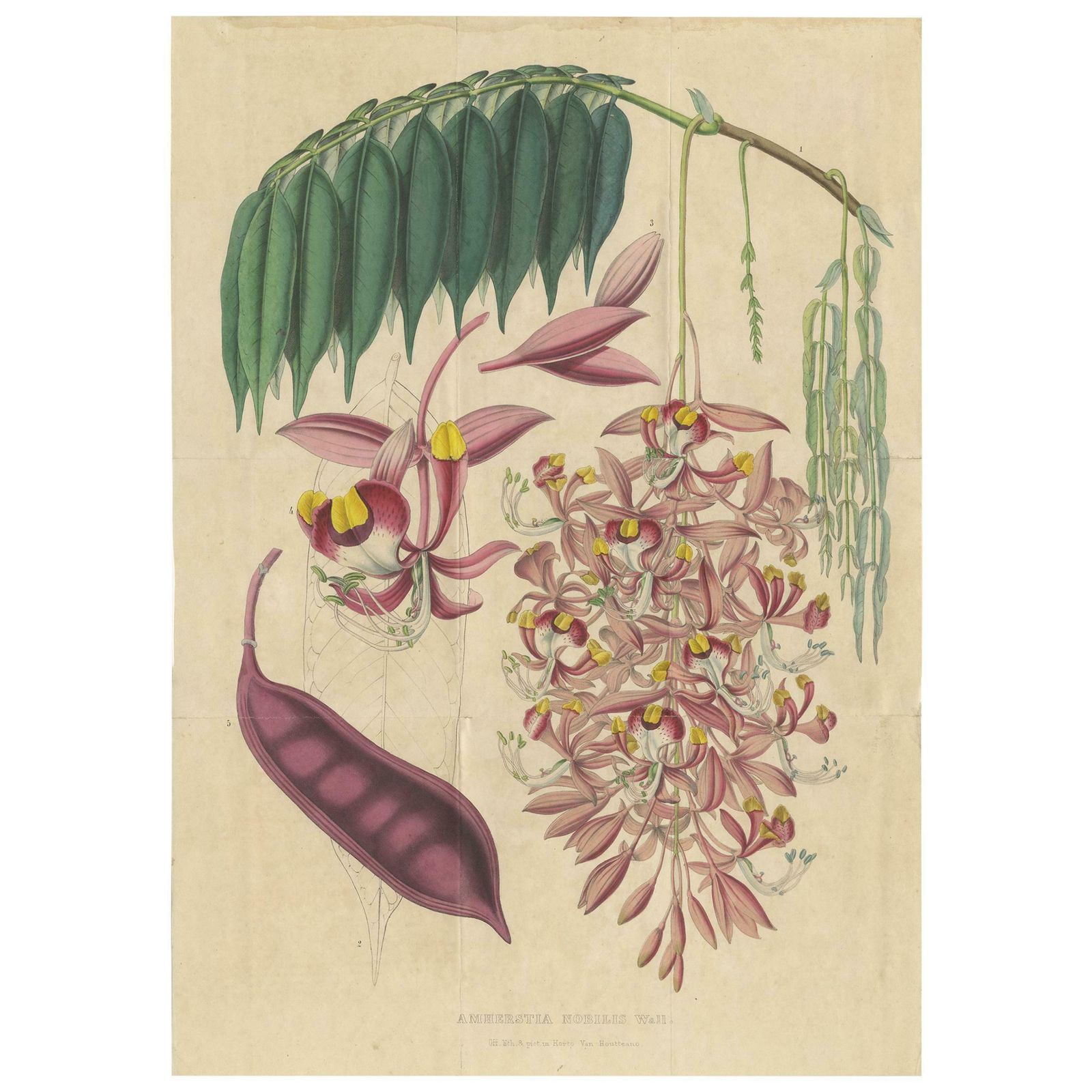 Antique Botany Print Of The Amherstia Nobilis By Van Houtte, 1849
