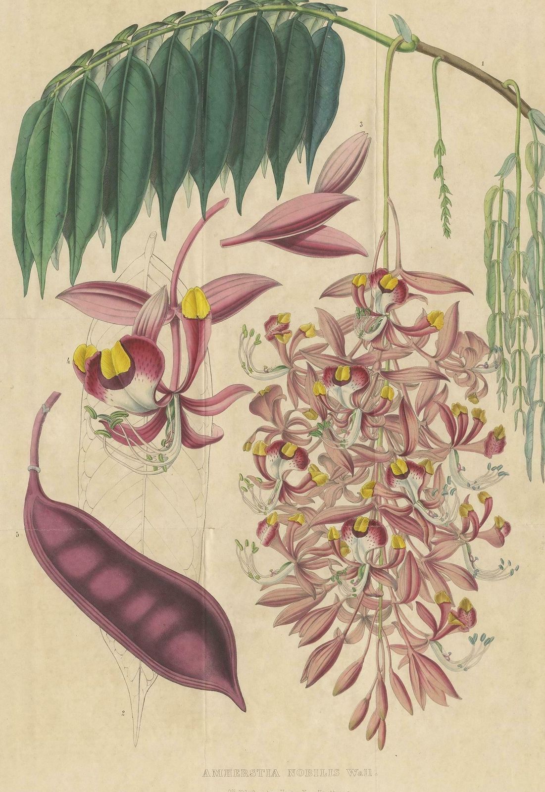 Antique Botany Print Of The Amherstia Nobilis By Van Houtte, 1849 photo furniture