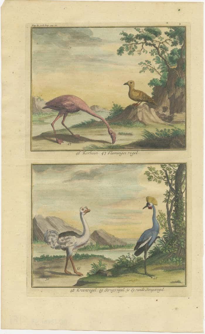 Old Engraving Of A Black Grouse, Flamingo, Ostrich And Common Or Crested Crane photo furniture