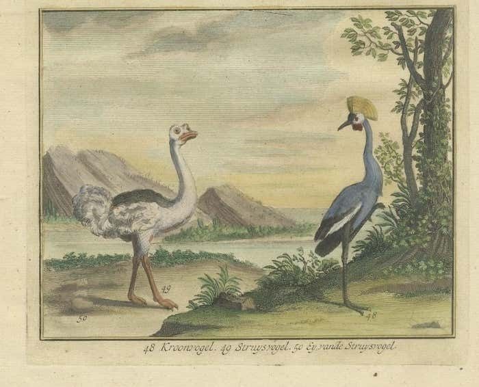 Old Engraving Of A Black Grouse, Flamingo, Ostrich And Common Or Crested Crane photo for sale