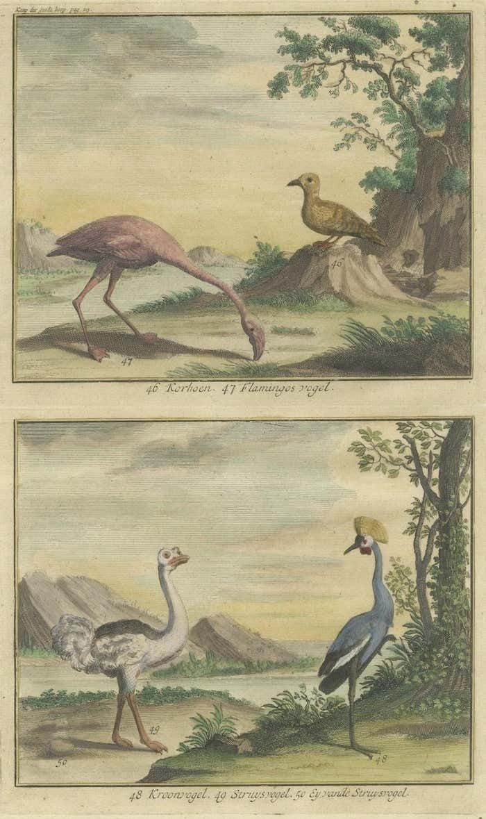 Old Engraving Of A Black Grouse, Flamingo, Ostrich And Common Or Crested Crane photo 177.0