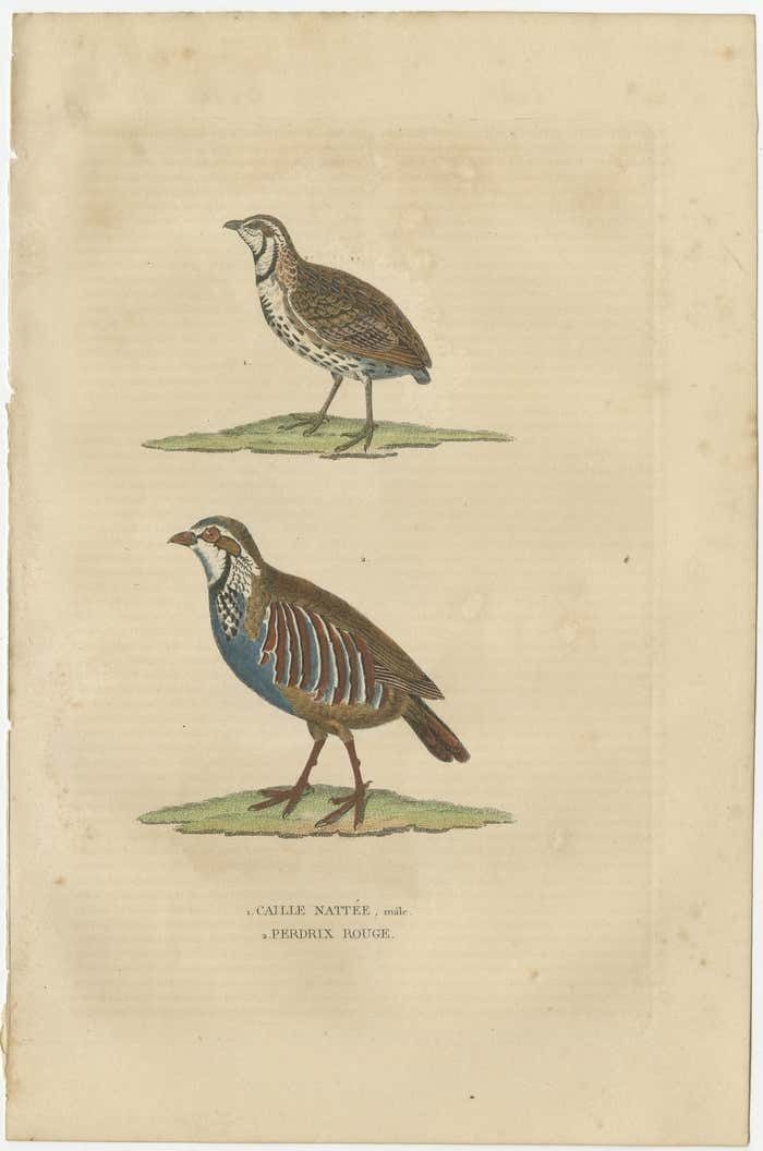 Handcolored Bird Print Of A Male Quail And A Red Legged Partridge photo furniture
