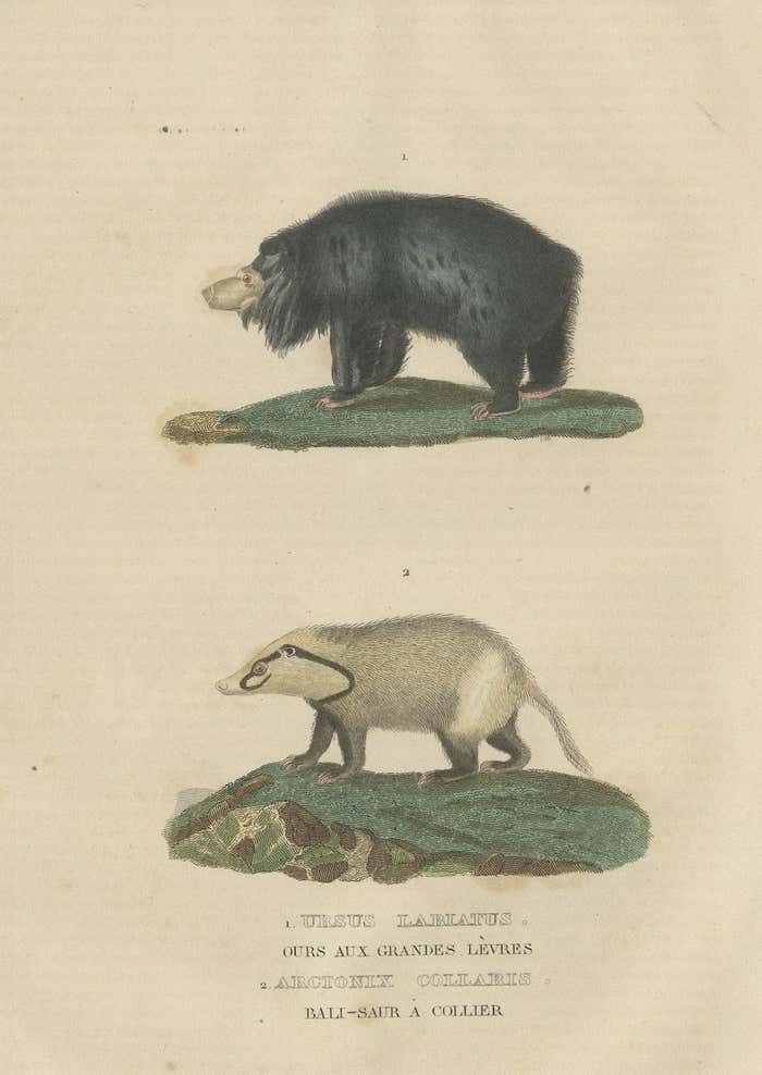 Old Hand Colored Print Of A Big Lipped Bear And Bali Collared Soar Or Hog Badger photo furniture