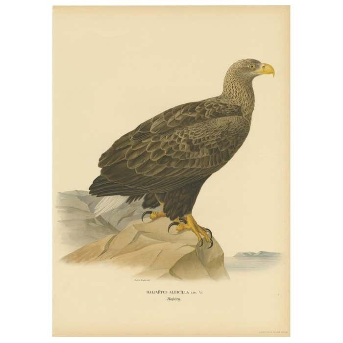 Antique Bird Print Of The White Tailed Eagle 1917