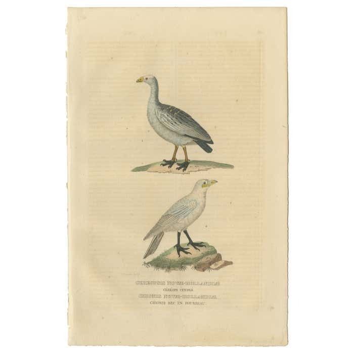 Old Hand Colored Bird Print Of The Cape Barren Goose And The Snowy Sheathbill
