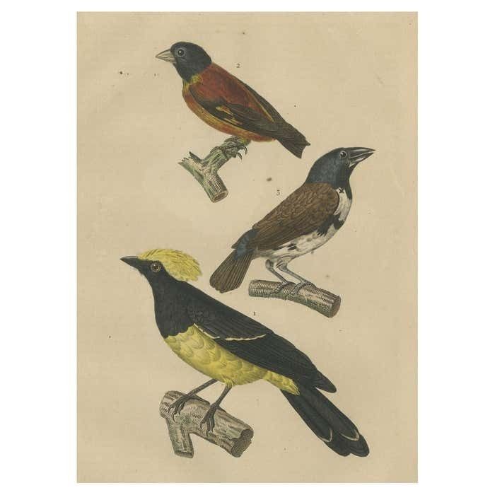 Antique Bird Print Showing A Sultan Tit, A Cuban Finch And A Magpie Mannikin