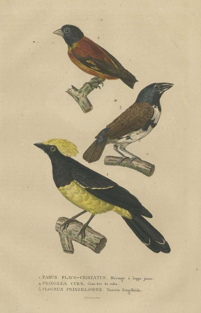 Antique Bird Print Showing A Sultan Tit, A Cuban Finch And A Magpie Mannikin photo for sale