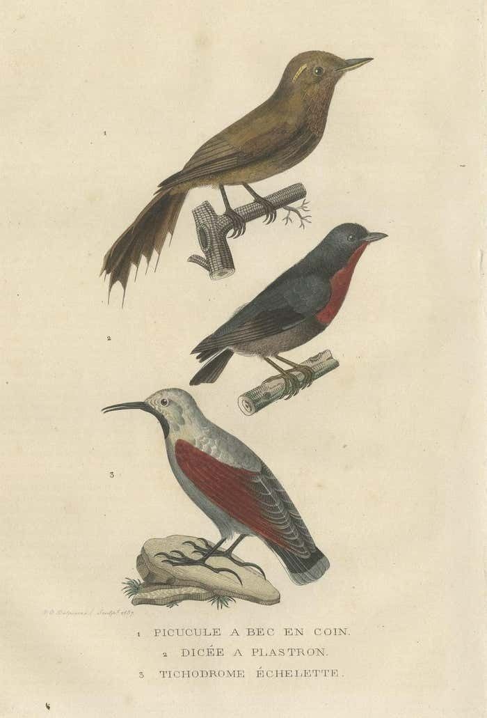 Original Old Bird Print Of A Woodcreeper, A Flowerpecker And A Wallcreeper photo for sale