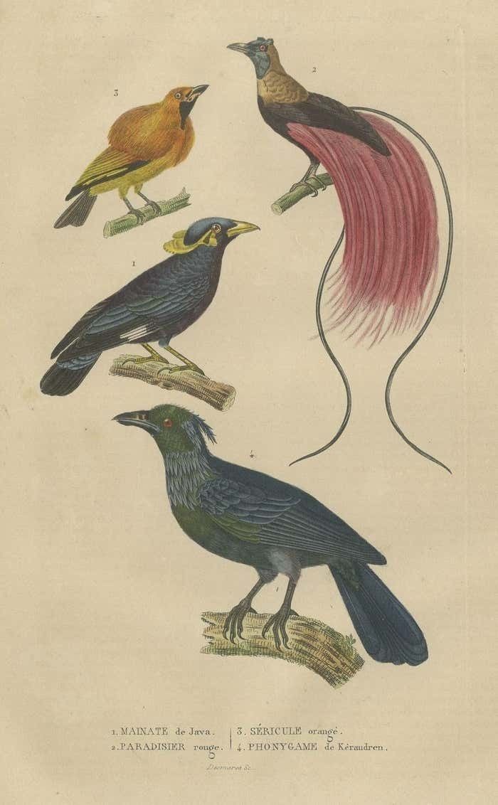 Bird Print With The Bird Of Paradise, A Masked Bowerbird & Trompetkparadijskraai photo for sale
