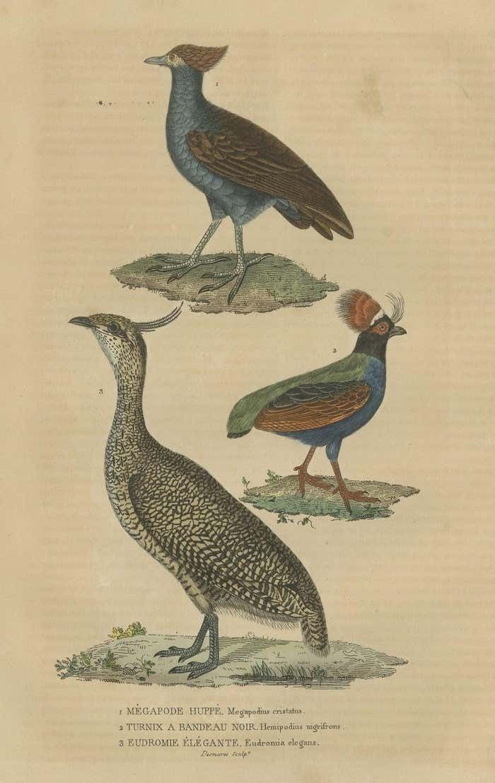 Bird Print Of A Malay Scrubfowl, Black Rumped Buttonquail And The Elegant Trogon photo for sale