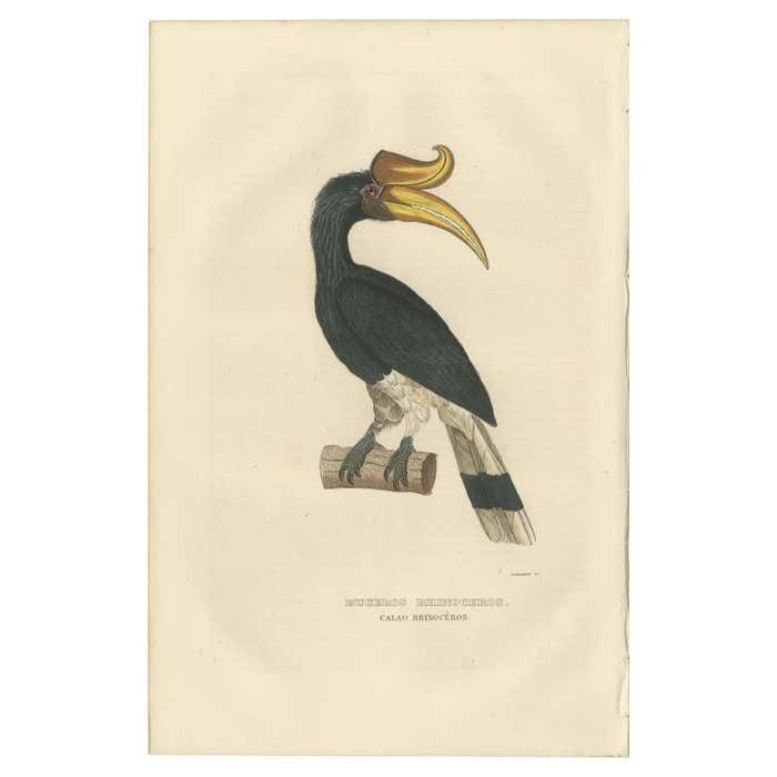 Amazing Original Bird Print Of The Rhinoceros Hornbill
