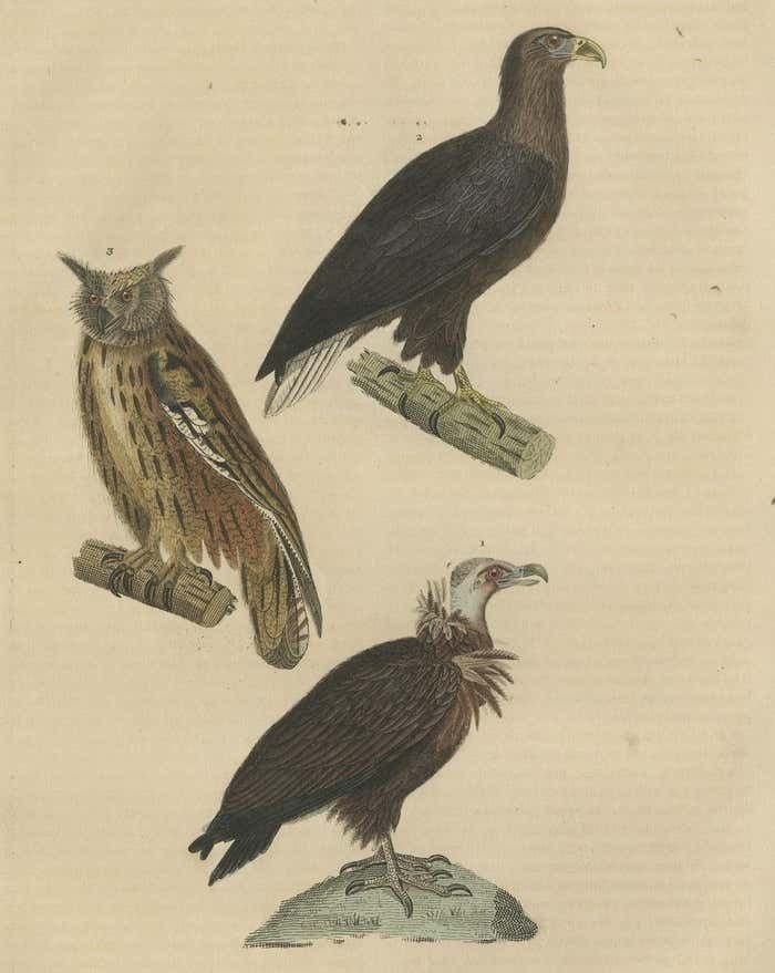 Original Bird Print Of The Vulture, An Eagle Falcon And An Owl photo for sale