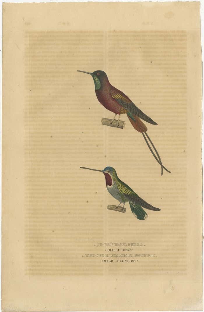 Old Bird Print Of A Crimson Topaz And A Long Billed Starthroat Hummingbird photo for sale