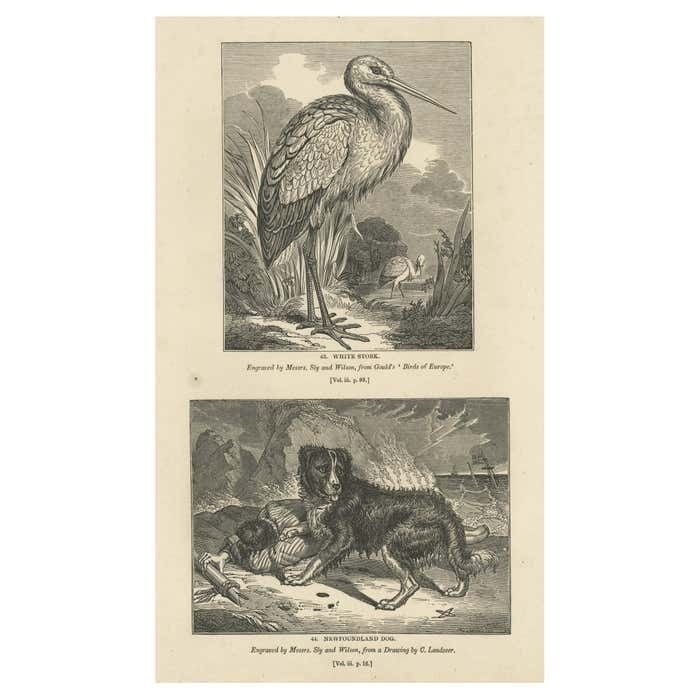 Old Antique Print Of A White Stork And Newfoundlander Dog, 1835