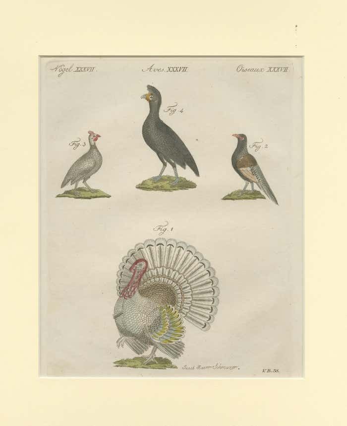 Antique Print Of A Wild Turkey, Pheasant, Helmeted Guineafowl And Curassow Bird photo for sale