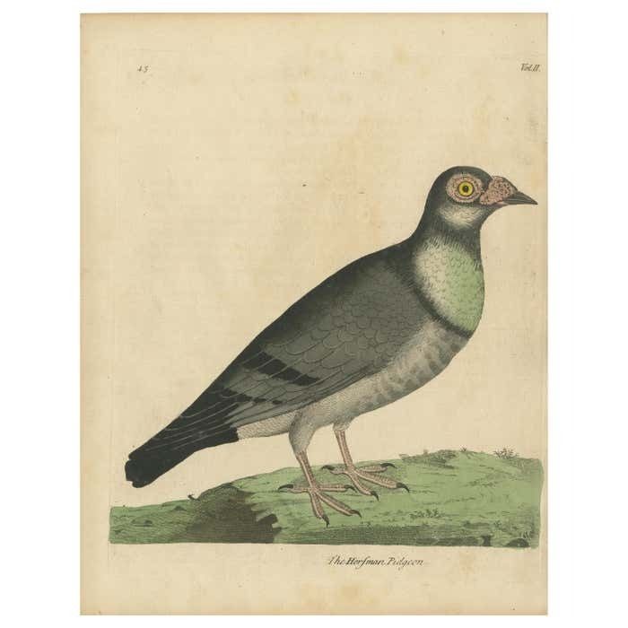 Antique Bird Print Of A Horseman Pigeon