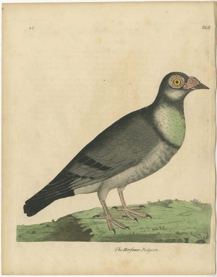 Antique Bird Print Of A Horseman Pigeon photo furniture