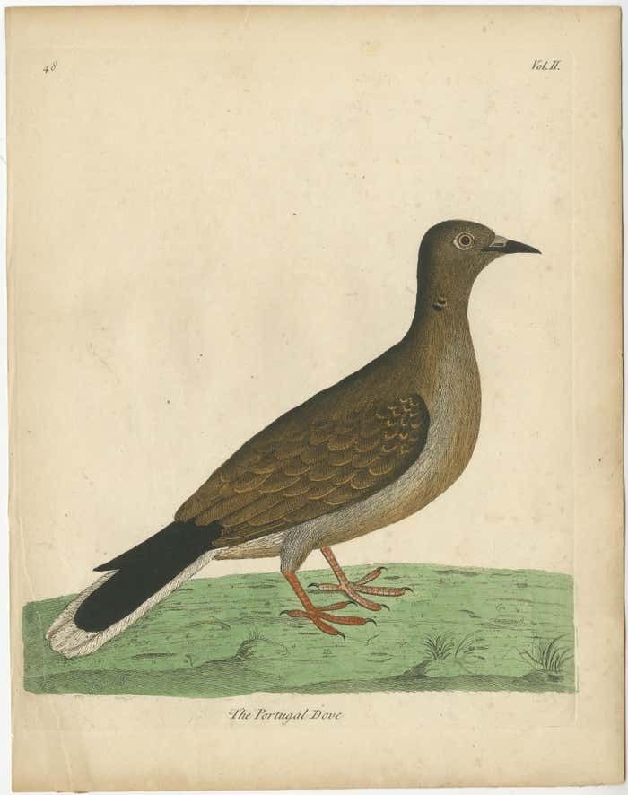 Antique Bird Print Of A Portugal Dove photo furniture