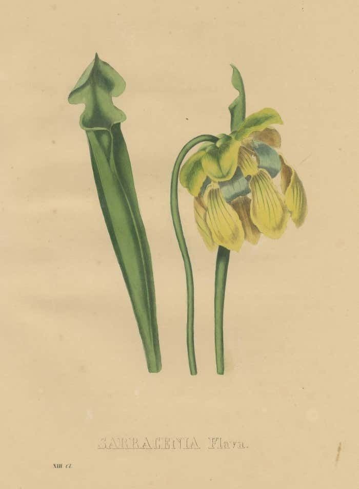 Antique Botanical Print Of The Sarracenia Flava Or Yellow Pitcherplant photo for sale