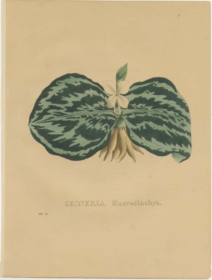 Antique Botanical Print Of A Gesneria Species photo furniture