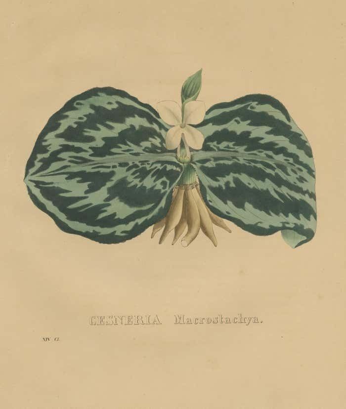Antique Botanical Print Of A Gesneria Species photo for sale