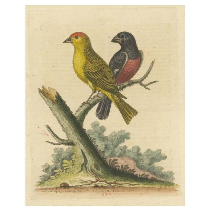 Antique Bird Print Of Small Birds From Angola