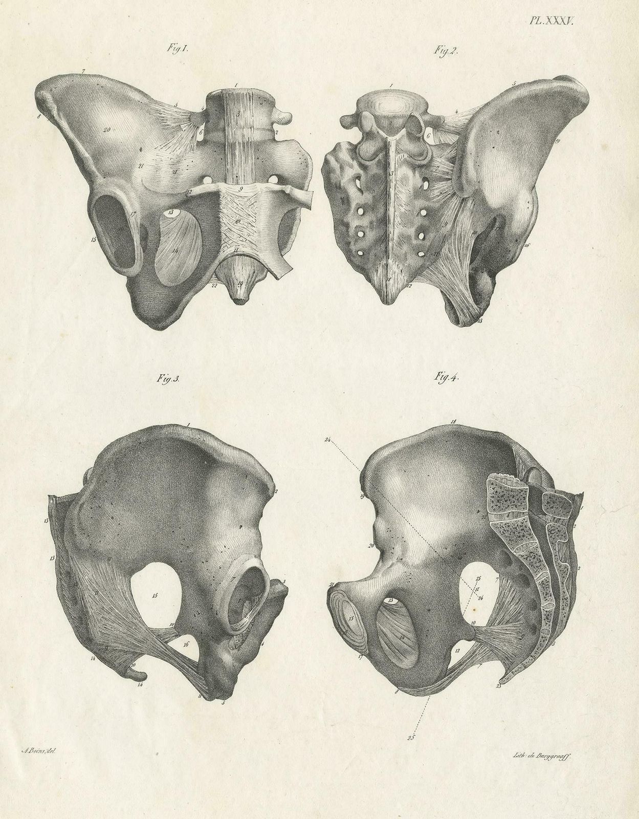 Antique Anatomy / Medical Print Of The Pelvis By Cloquet, 1821 photo furniture