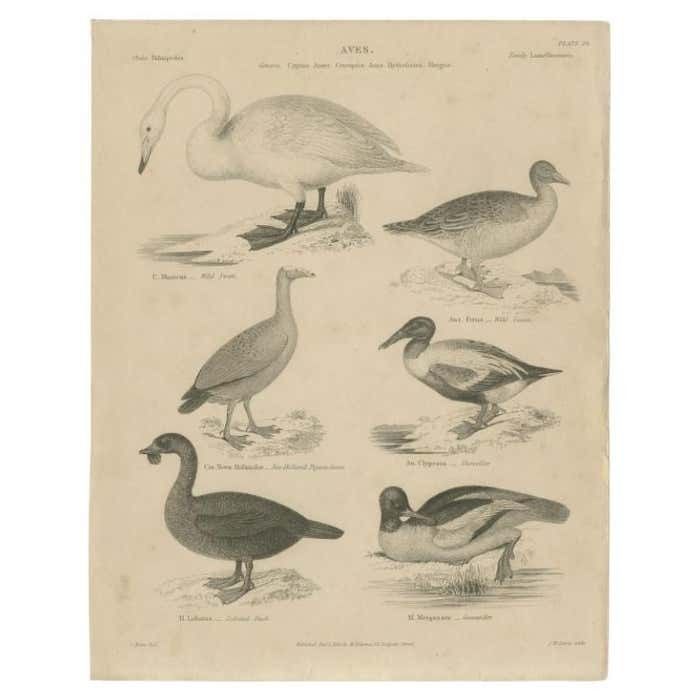 Antique Print Of The Wild Swan, Wild Goose And Other Birds By Lowry, 1841