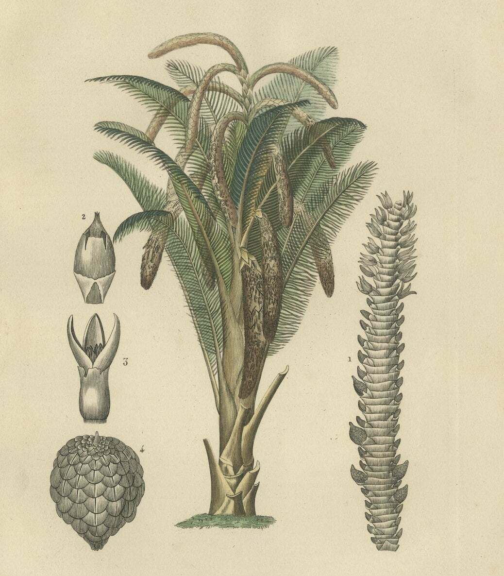 19th Century Sago Palm Tree Antique Engraving Original Handcoloring, 1845 photo furniture