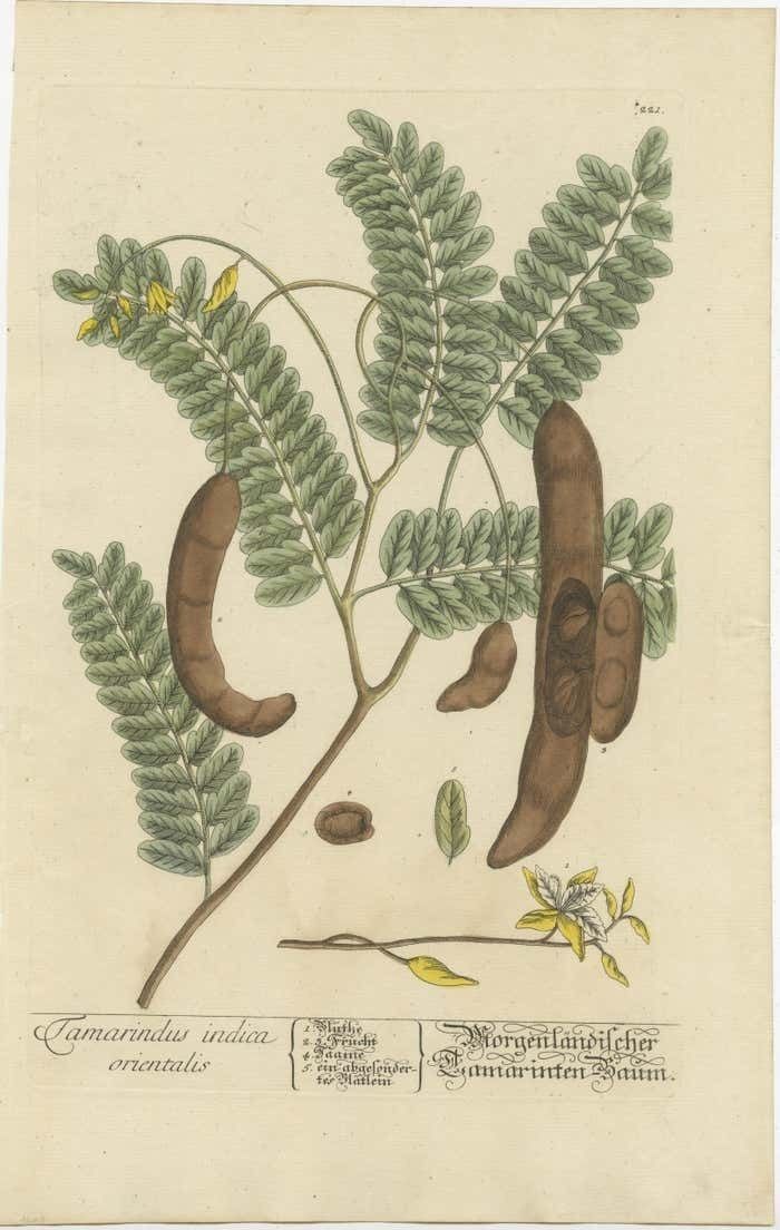 Antique Botanical Print Of A Tamarind Tree photo furniture