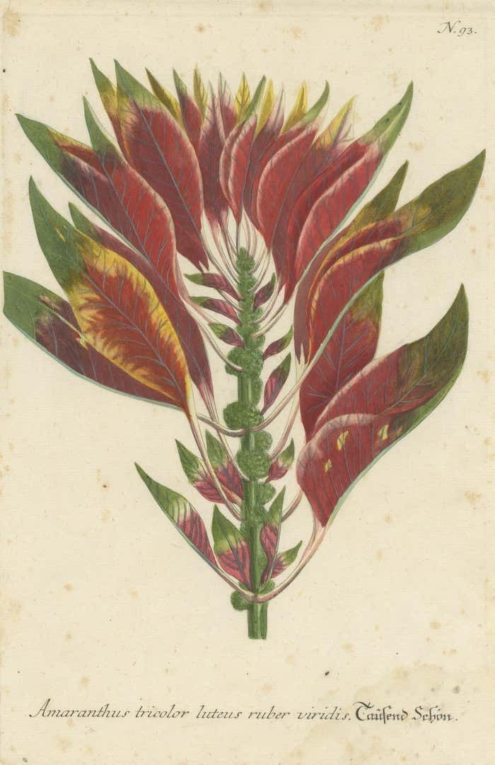 Hand Finished Mezzotint Engraving Of Amaranthus Tricolor photo for sale