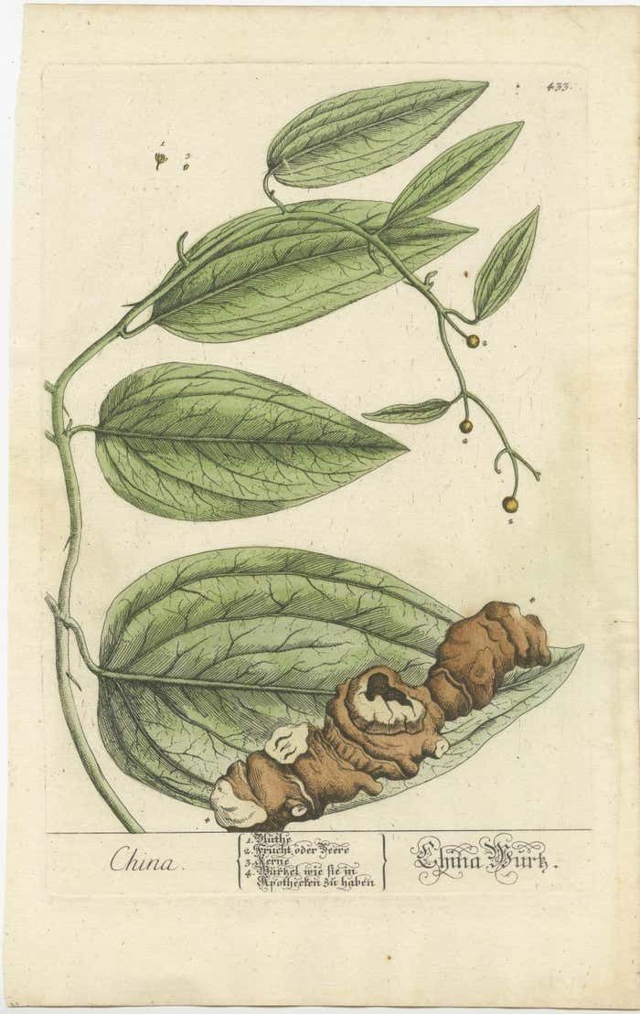Antique Botanical Print Of Chinaroot photo furniture