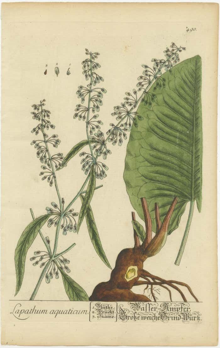 Antique Botanical Print Of Rumex Aquaticus photo furniture