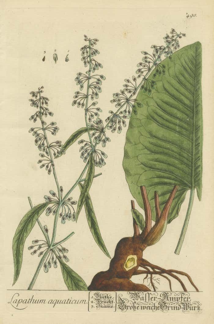 Antique Botanical Print Of Rumex Aquaticus photo for sale