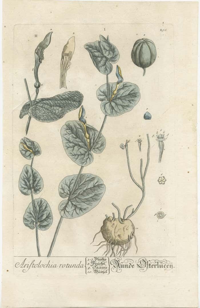 Antique Botanical Print Of Aristolochia Rotunda photo furniture